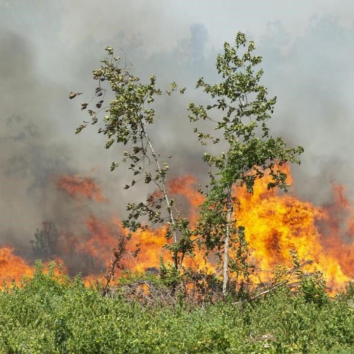 Louisiana plagued by unprecedented wildfires, as largest active blaze grows